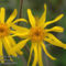 Arnica montana