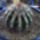 Echinopsis_cv_hakuyo_278458_87513_t
