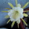 Epiphyllum hibrid