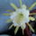 Epiphyllum_hibrid_278655_46906_t