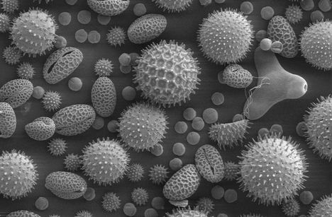 különböző nővények pollenjei elektronmikroszkópos felvételen