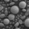 különböző nővények pollenjei elektronmikroszkópos felvételen