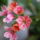 Lewisia_278032_71483_t