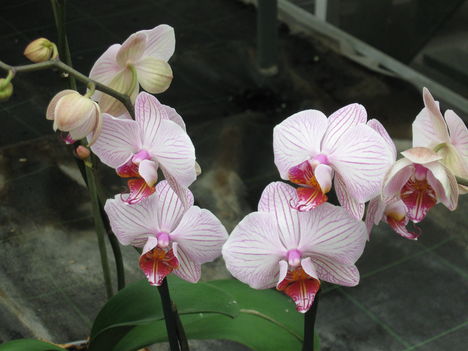 orhideák 001