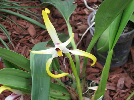 orhideák 005