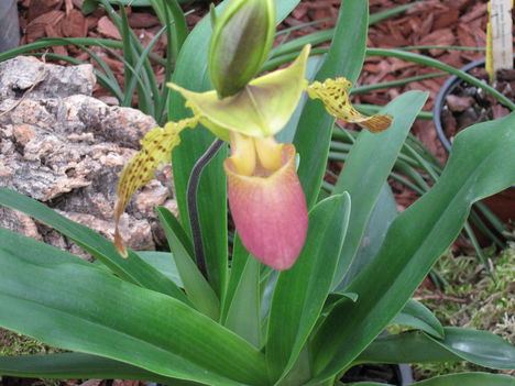 orhideák 007
