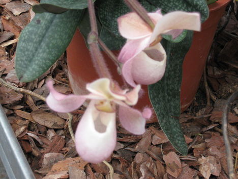 orhideák 008