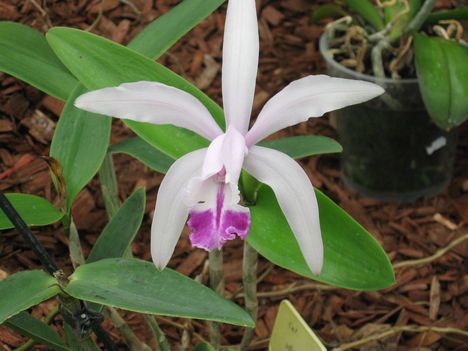 orhideák 009