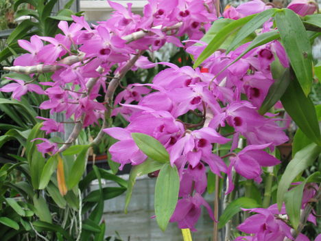 orhideák 011
