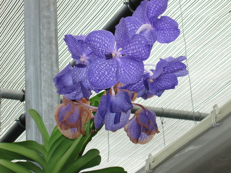 orhideák 012