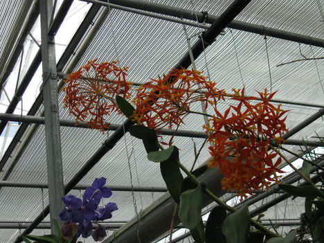 orhideák 013