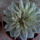 Echeveria_279763_98708_t