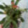 Euphorbia_milii_279766_21395_t