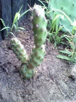 Opuntia rutila