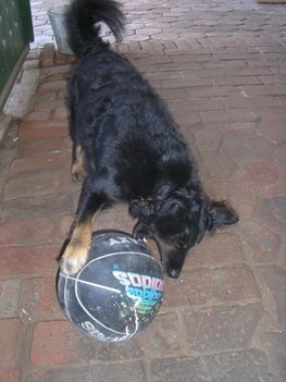 Ördög kutyám labdával