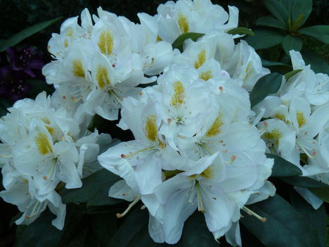 Fehér Rhododendron
