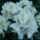 Feher_rhododendron_207634_24850_t
