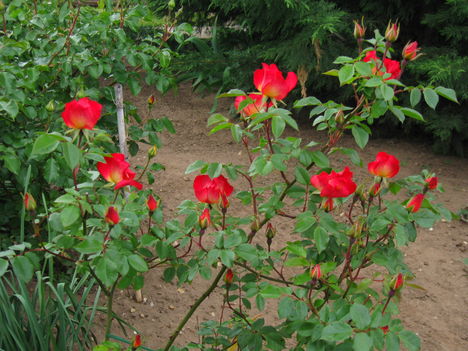 Francia rózsa