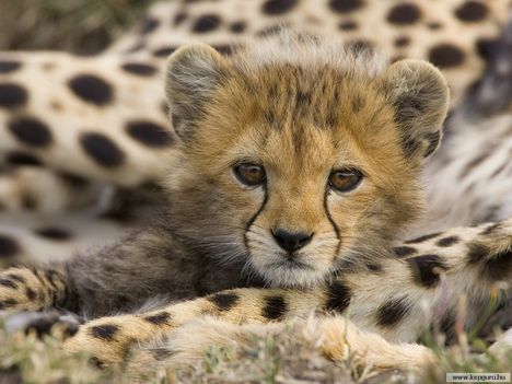 Gepárdkölyök_a_Masai_Mara_Nemzeti_Parkban-Kenya