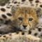 Gepárdkölyök_a_Masai_Mara_Nemzeti_Parkban-Kenya