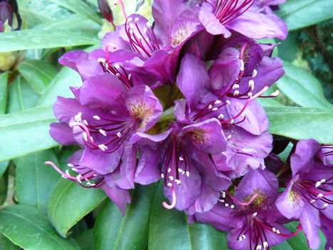 Lila rhododendron