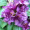 Lila rhododendron