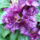 Lila_rhododendron_207633_18687_t