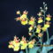 Oncidium 2