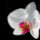Orchidea1_270573_10018_t