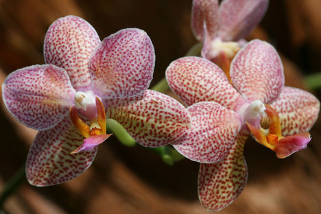 orchidea3