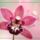 Orchidea5_270571_33639_t