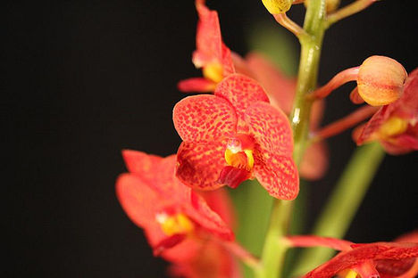 orchidea6