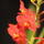 Orchidea6_270572_24180_t