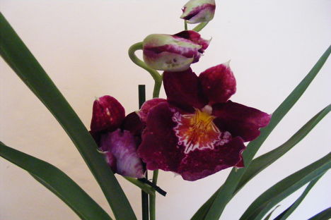 orchideák  Miltonia