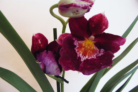 orchideák  Miltonia  / közelről/