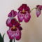 orchideák Miltonia