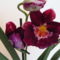 orchideák Miltonia /közelről/