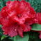 Piros Rhododendron