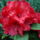Piros_rhododendron_207632_58744_t