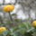 Ranunculus_207971_47827_t