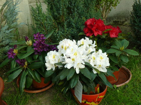 Rhododendronok