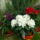 Rhododendronok_207629_36263_t