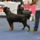 Rottweiler5_2007504_7234_t