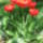 Tulipan1_207128_95910_t