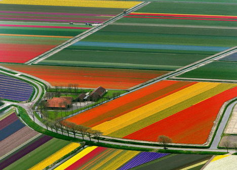 Tulipánmezők Amszterdam közelében - Hollandia