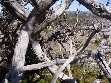 Kosciuszko National Park 22