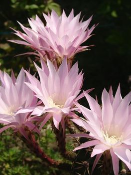 Echinopsis