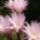 Echinopsis-001_282593_67020_t