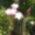 Echinopsis_282592_12581_t