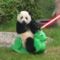 Jedi panda